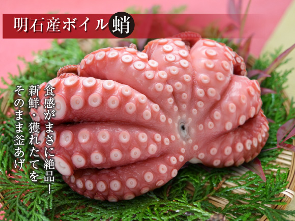 明石産ボイル蛸